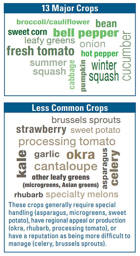Top crops infographic for American Vegetable Grower 2025 State of the Industry report