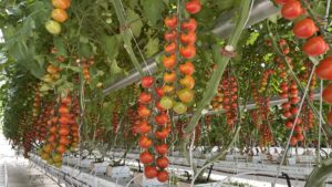 How To Simplify the Pruning of High-Wire Tomato Crops