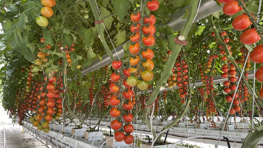 Ways To Prevent Premature Germination of Greenhouse Tomato Seeds