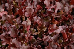 Red Dragon (Sakata Seed America, Rupp Seeds)