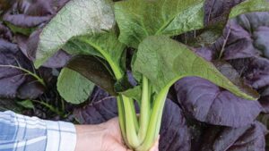 16 Unique Leafy Green Varieties You’ll Want to Grow
