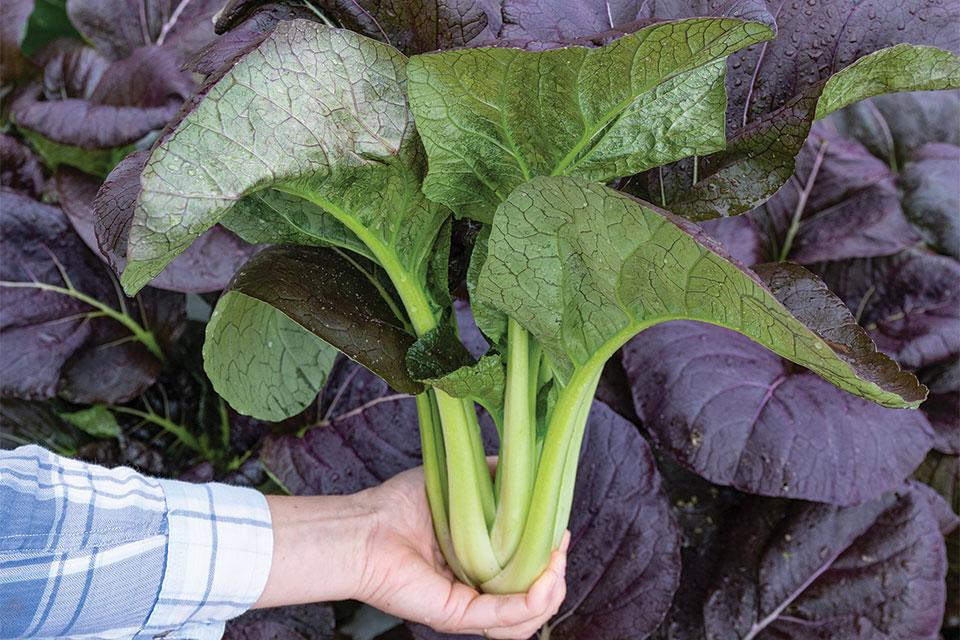 16 Unique Leafy Green Varieties You’ll Want to Grow