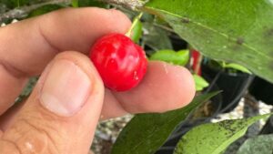 Acerola Cherry Could Be New Opportunity for Florida Fruit Growers