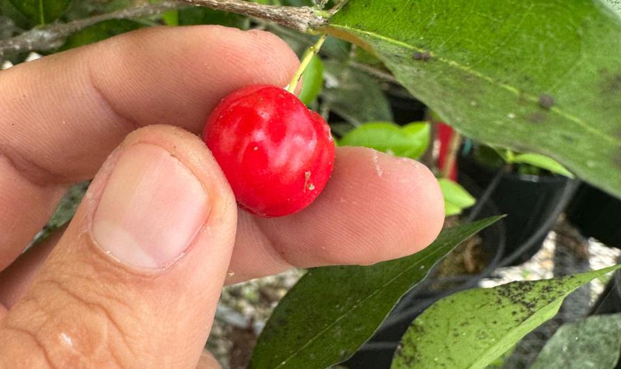 Acerola Cherry Could Be New Opportunity for Florida Fruit Growers