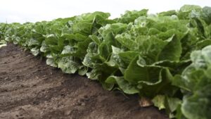 Special Event Shows The ‘Future Of Veg’ Looks Bright [Videos]