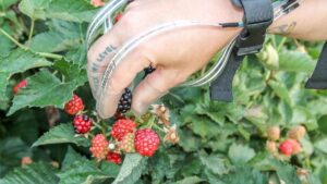 Blackberry Harvest Challenge — Gotta Hand It to the Robots