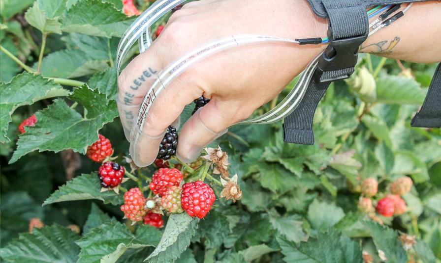 Robotic blackberry harvest pressure test