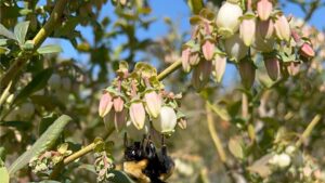 How Wild Bees Could Play Big Factor In Blueberry Pollination