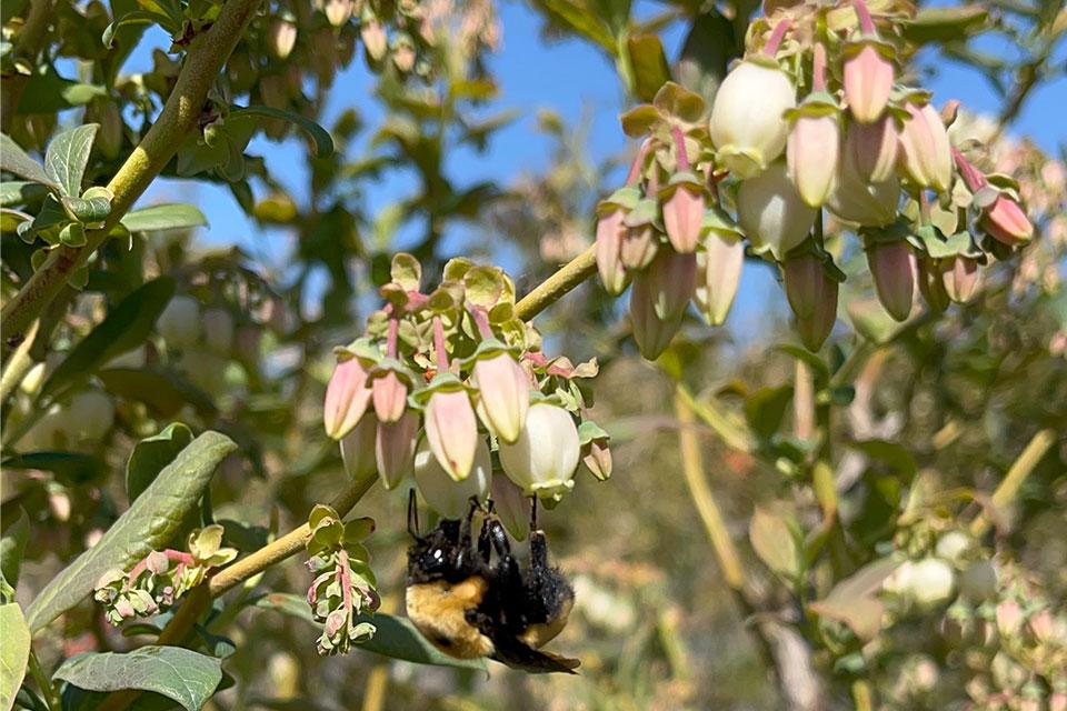 Bombus nevadensi wild bee up close
