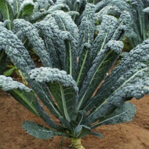 Black Jack (Tozer Seeds America, Stokes Seeds, Inc.)