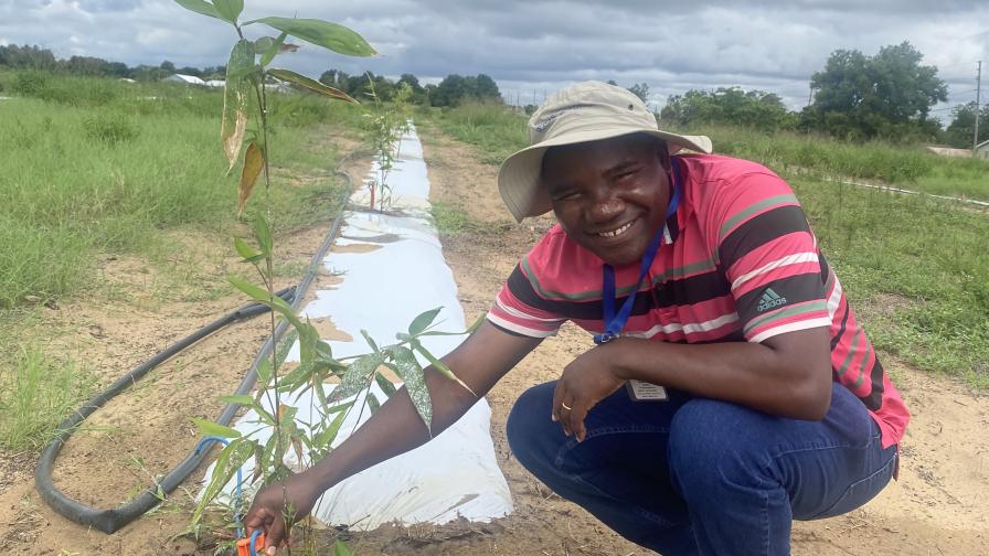 Florida bamboo planting tour