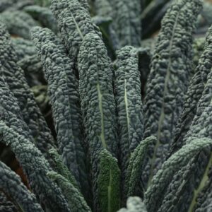 Black Magic (Tozer Seeds, Osborne Quality Seeds)