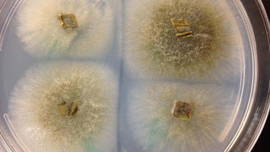 gummy stem blight colony under microscope