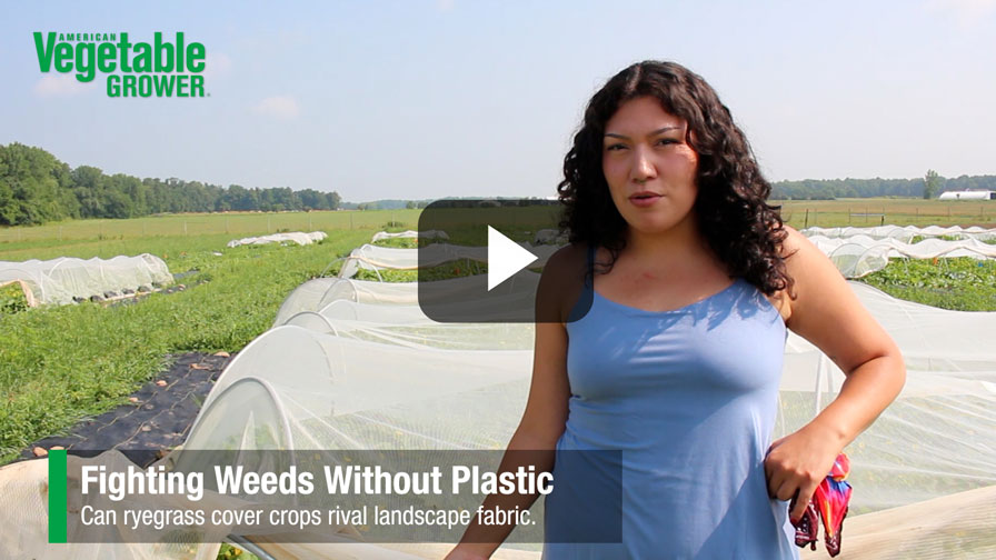 How Vegetable Growers Can Cut Down on Plastic Mulch Waste [Video]