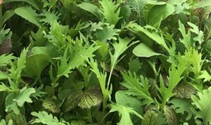 Harris Mesclun Mix (Harris Seeds dba Garden Trends, Inc.)