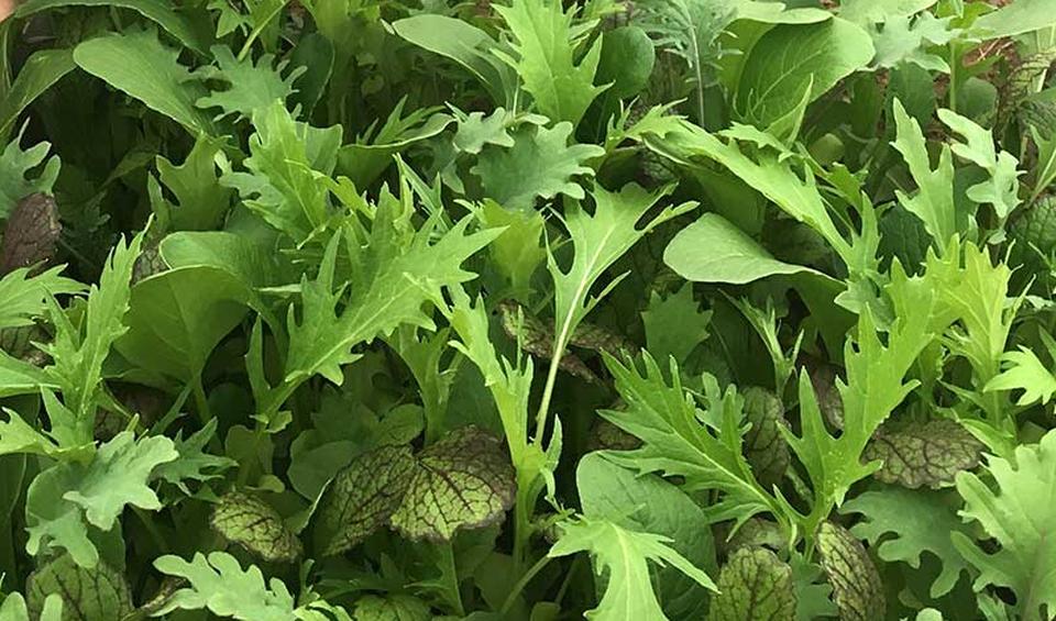 Harris Mesclun Mix (Harris Seeds dba Garden Trends, Inc.)