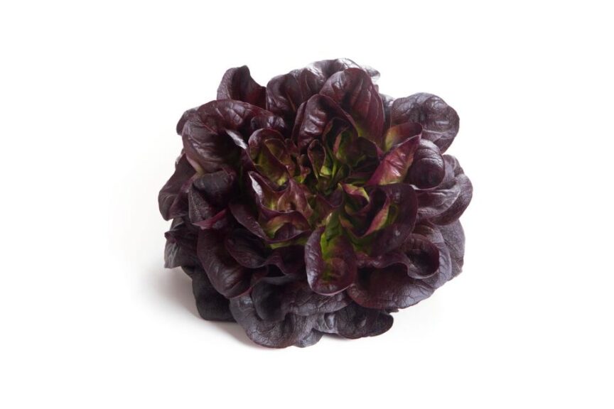 Hirst RZ (Rijk Zwaan, Santa Maria Seeds, Holaday Seeds)