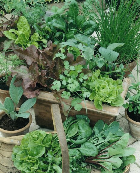 Mesclun Mix (Seeds by Design)