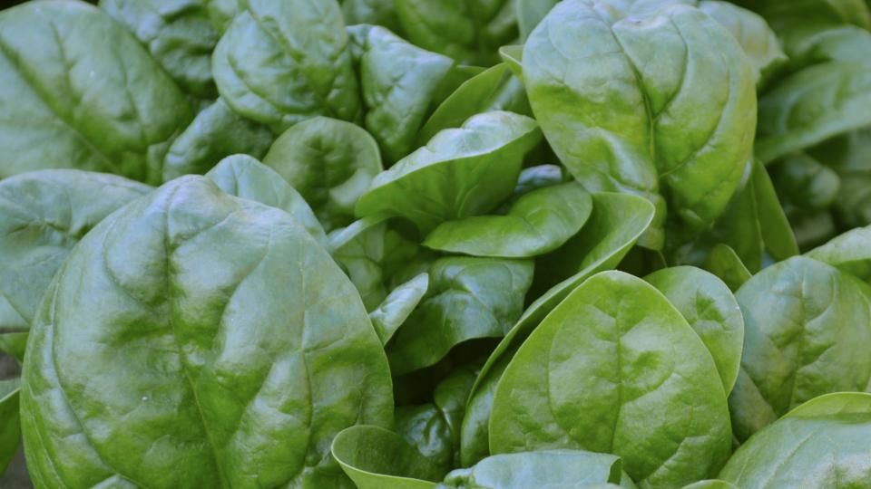 The Top Leafy Vegetables You’ll Want To Grow Now