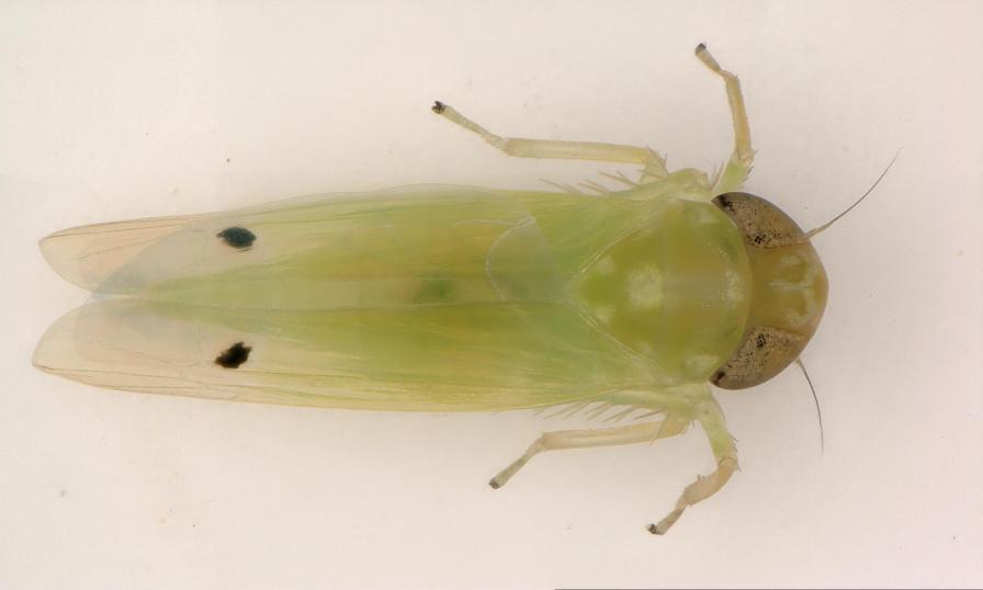 New Pest Warning for Florida Farmers: Watch Out for Two-Spot Cotton Leafhopper