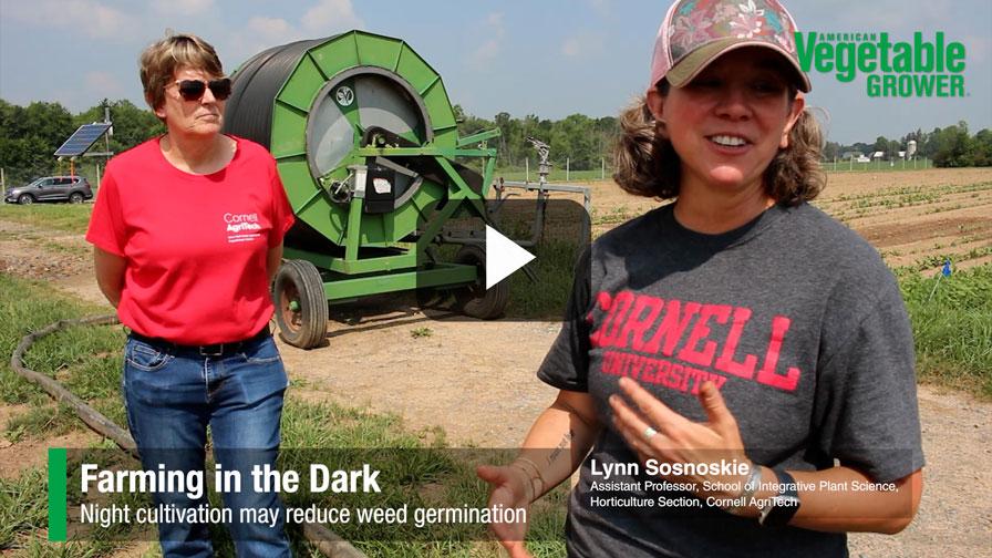 Surprising Case for Weeding Vegetable Crops at Night [Video]