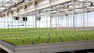 More Impressive Growth Predicted for Indoor Farming Technology Market
