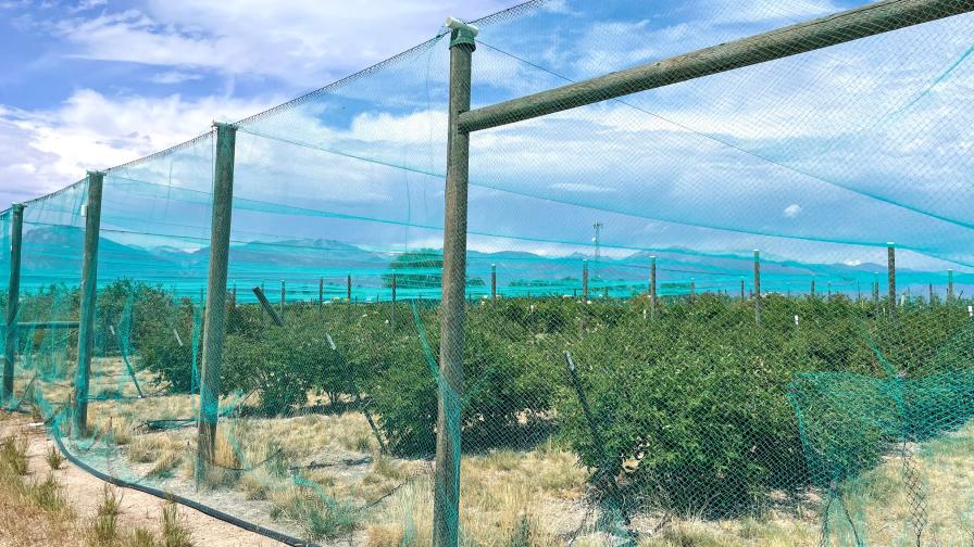 Overhead netting on honeyberries
