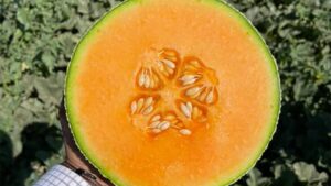 16 Cantaloupe and Other Melon Varieties To Get Excited About