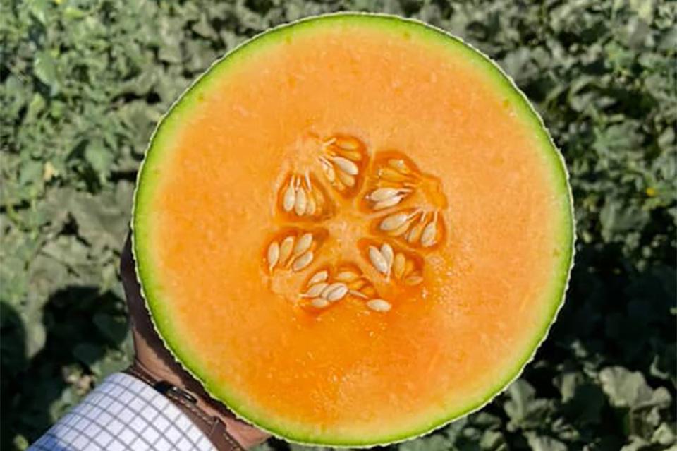 16 Cantaloupe and Other Melon Varieties To Get Excited About