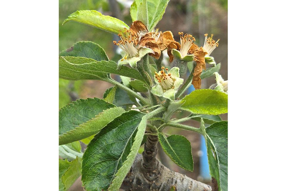 A spur terminal bud-derived flower cluster soon after pedal fall