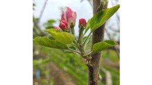 CRISPR Technology at Heart of Potential Apple Industry Game Changer