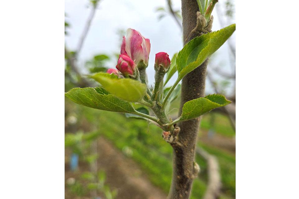 CRISPR Technology at Heart of Potential Apple Industry Game Changer