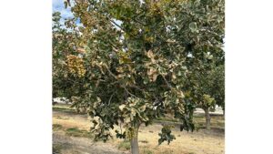 The Role of Fertilizers in Tree Nut Crop Salt Burn