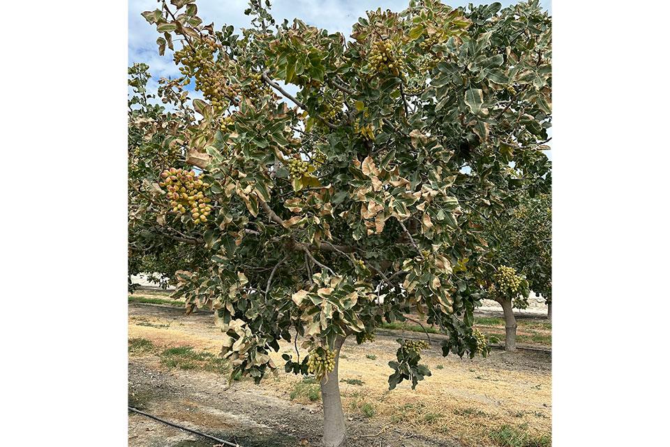 The Role of Fertilizers in Tree Nut Crop Salt Burn