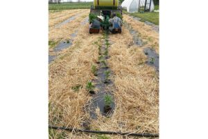 Wheel Transplanter