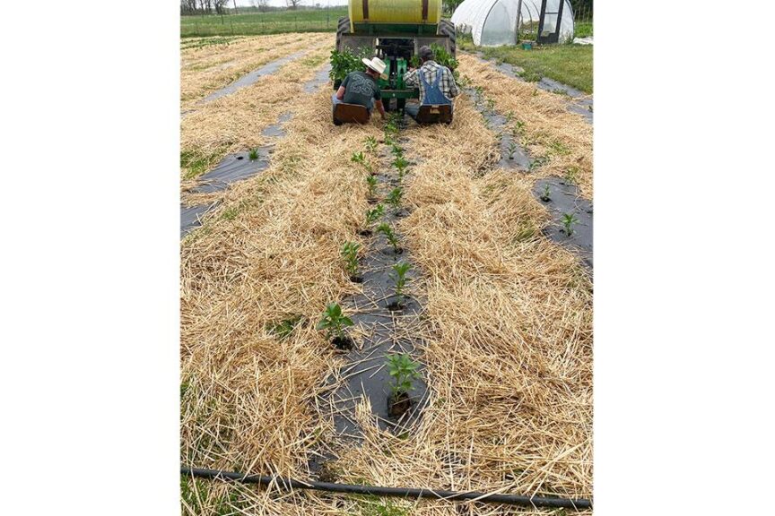 Wheel Transplanter