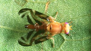 Caribbean Fruit Fly Poses New Threat for Southern California Farmers