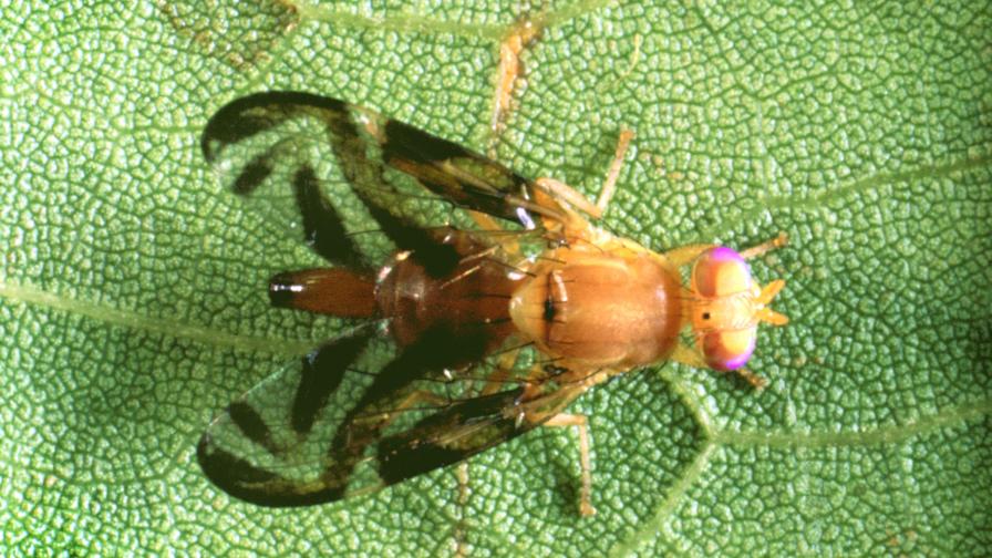 Caribbean Fruit Fly Poses New Threat for Southern California Farmers