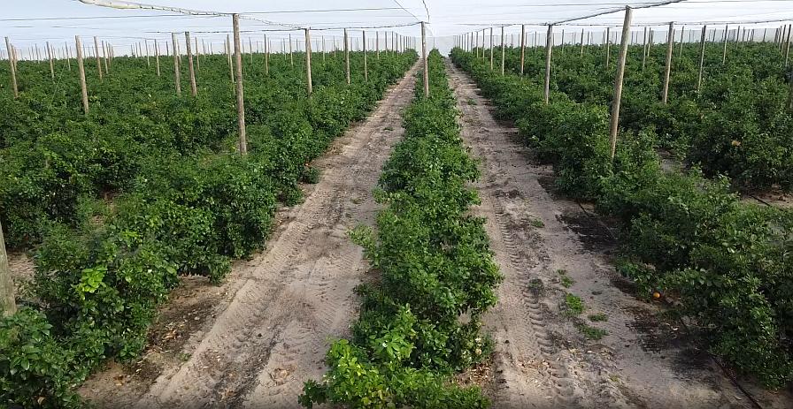 Golden Ridge Groves citrus under protective screen