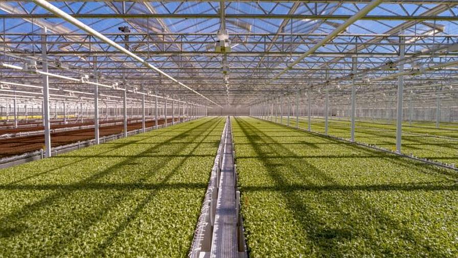 Little Leaf Farms Becomes World’s Largest Indoor Lettuce Producer