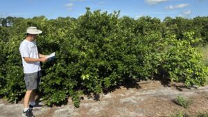 Scientists Probe Protein Power as New Way To Fight Citrus Greening