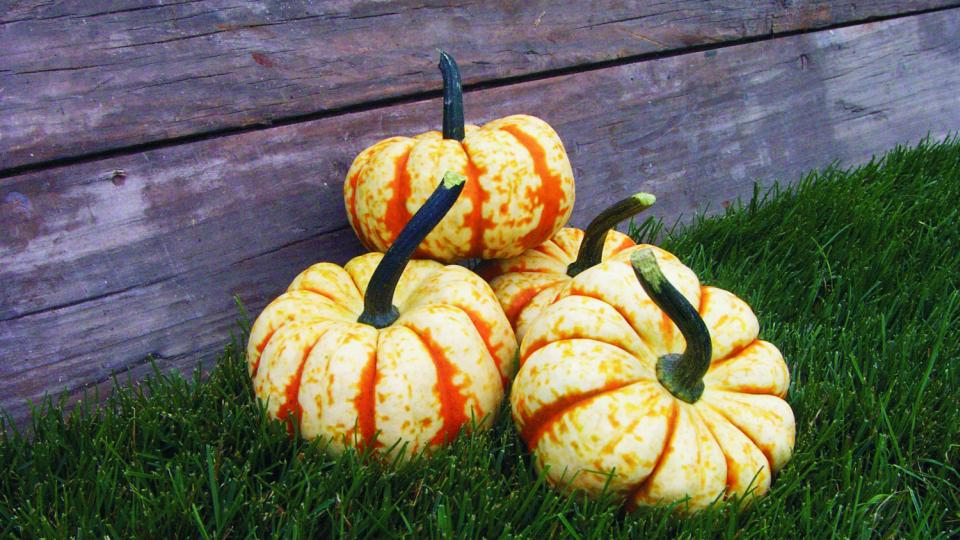 October: Latest Squash Varieties Growers Should Know