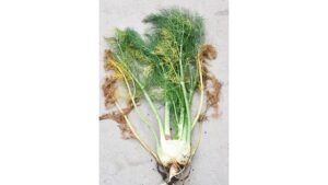 Discovering New Vegetable Diseases Always a Work in Progress