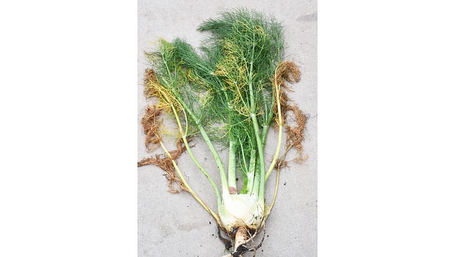 Verticillium wilt symptoms on fennel