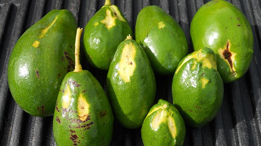 Avocados showing sunblotch viroid symptoms
