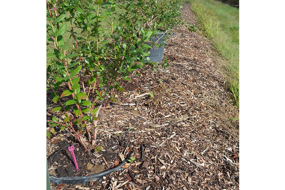 blueberry containers on raised beds