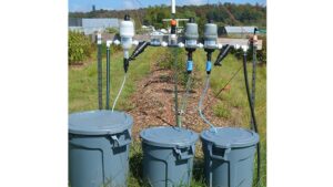 How To Speed up Establishment of Your Blueberry Bushes