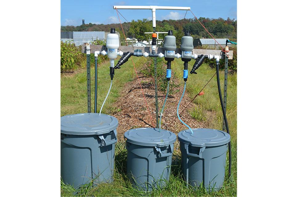 blueberry injector system