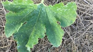 Using the Right Balance of Nutrients To Fight Plant Disease