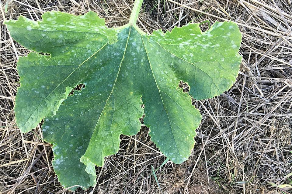 Using the Right Balance of Nutrients To Fight Plant Disease